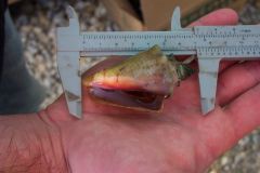 conch measurement pic
