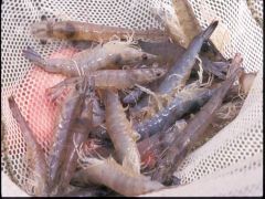 Shrimp Aquaculture