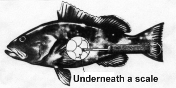 http://isurus.mote.org/research/old.cfe/fish-bio/images/venting.gif