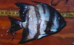 Spadefish