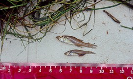 Juvenile Snook.