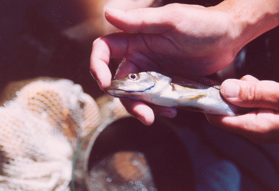 Snook Tag