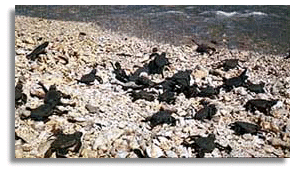 Hawaiian green turtle hatchlings